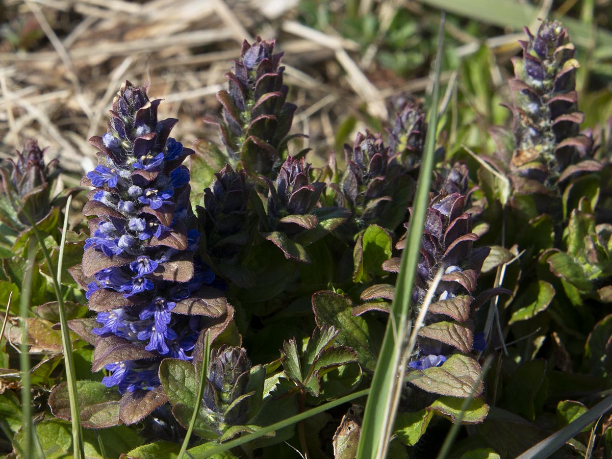 Ajuga reptans